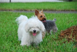 dog park in palm beach