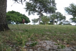 dog park in palm beach