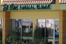 veterinarian in palm beach