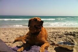 dog beach in jupiter florida