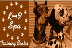 pet daycare in palm beach